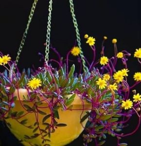 Othonna Capensis Rubra Sukulent - Yakut Kolyesi Sukulent