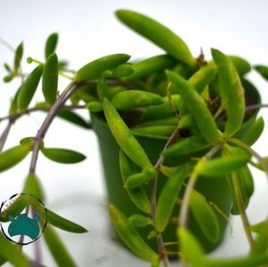 Othonna Capensis Rubra Sukulent - Yakut Kolyesi Sukulent