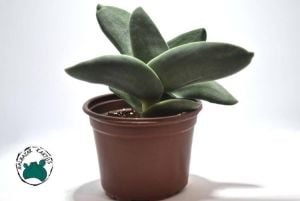 Crassula Falcata Sukulent - Uçak Fabrikası Sukulent - 10cm saksıda