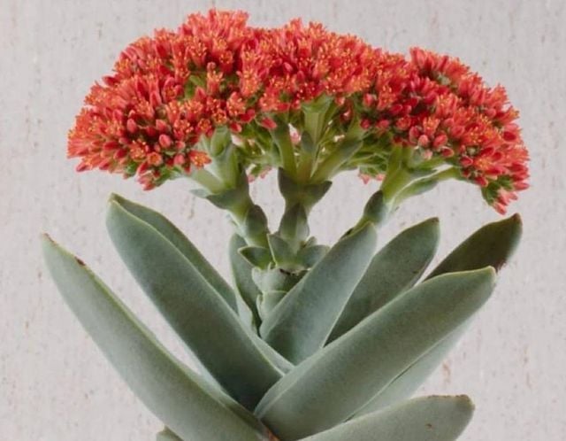 Crassula Falcata Sukulent - Uçak Fabrikası Sukulent - 10cm saksıda