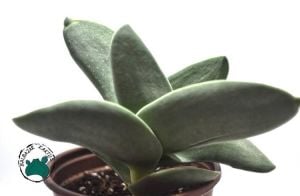 Crassula Falcata Sukulent - Uçak Fabrikası Sukulent - 10cm saksıda