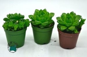 Haworthia Cymbiformis Var. Obtusa Sukulent - Şeffaf Sukulent