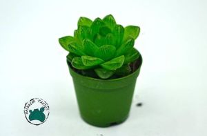Haworthia Cymbiformis Var. Obtusa Sukulent - Şeffaf Sukulent