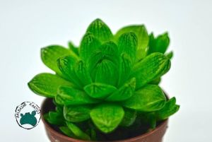 Haworthia Cymbiformis Var. Obtusa Sukulent - Şeffaf Sukulent