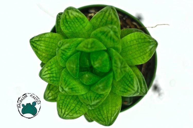 Haworthia Cymbiformis Var. Obtusa Sukulent - Şeffaf Sukulent