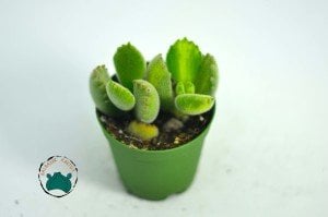 Cotyledon Ladismithiensis - Ayı Pençesi - Tırtır Yaprak Uçlu Sukulent