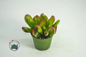 Crassula Ovata Gollum - Shrek Kulağı Sukulent - Para Ağacı