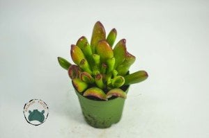 Crassula Ovata Gollum - Shrek Kulağı Sukulent - Para Ağacı