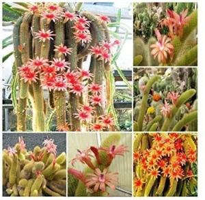 Hildewintera Aureispina - Altın Maymun Kuyruğu Kaktüsü (5,5cmlik saksıda)