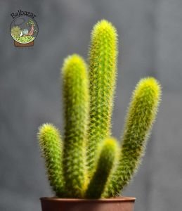 Hildewintera Aureispina - Altın Maymun Kuyruğu Kaktüsü (5,5cmlik saksıda)
