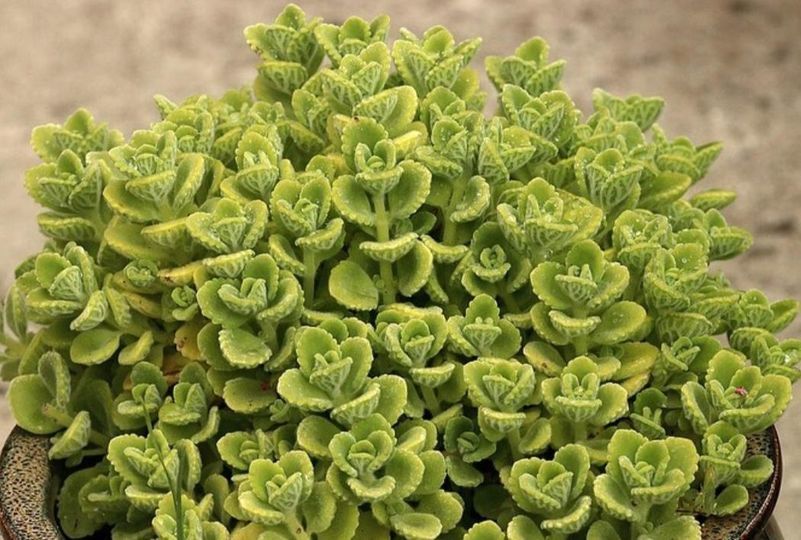 Plectranthus Amboinicus Sukulent - Küba Kekiği Sukulent