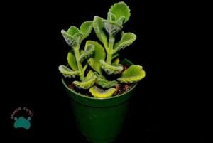 Plectranthus Amboinicus Sukulent - Küba Kekiği Sukulent