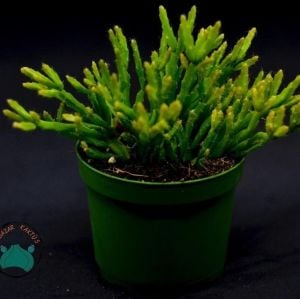 Rhipsalis Ewaldiana Sukulent - Ökse Otu Kaktüsü (8,5cm saksıda)