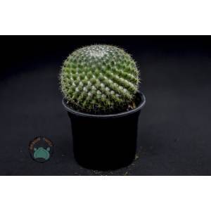 Mammillaria Hahniana Kaktüs - Büyük Boy Kaktüs (8.5cm saksıda)