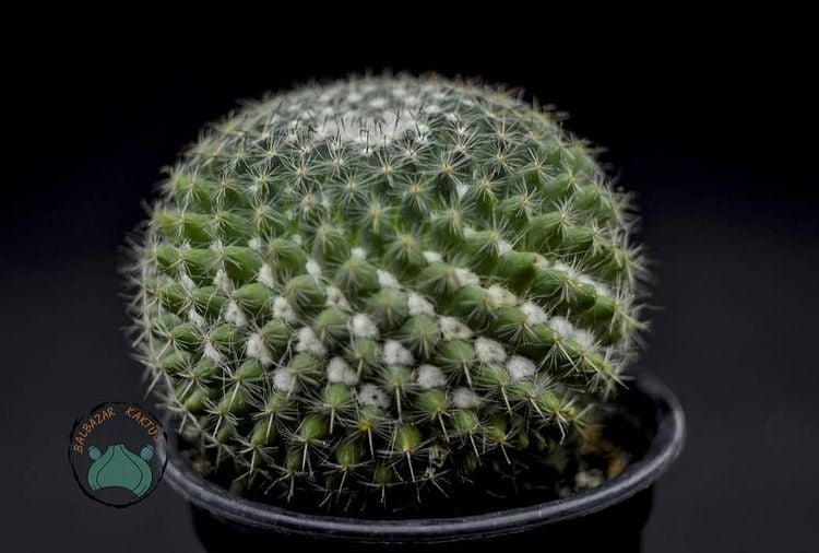 Mammillaria Hahniana Kaktüs - Büyük Boy Kaktüs (8.5cm saksıda)