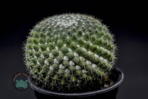 Mammillaria Hahniana Kaktüs - Büyük Boy Kaktüs (8.5cm saksıda)