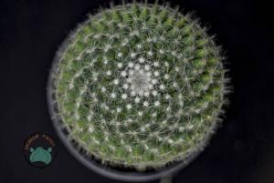 Mammillaria Hahniana Kaktüs - Büyük Boy Kaktüs (8.5cm saksıda)