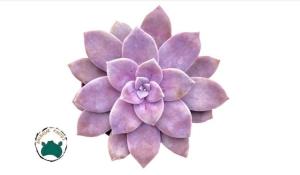 Graptoveria Superbum Sukulent - Pembe Lila Sukulent Özel Tür
