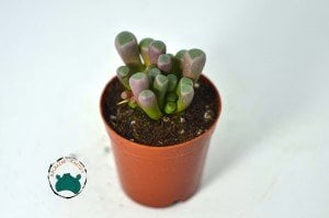 Fenestraria Rhopalophylla - Bebek Parmağı Sukulenti - Taş Kaktüs