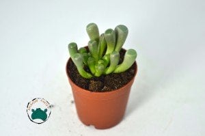 Fenestraria Rhopalophylla - Bebek Parmağı Sukulenti - Taş Kaktüs