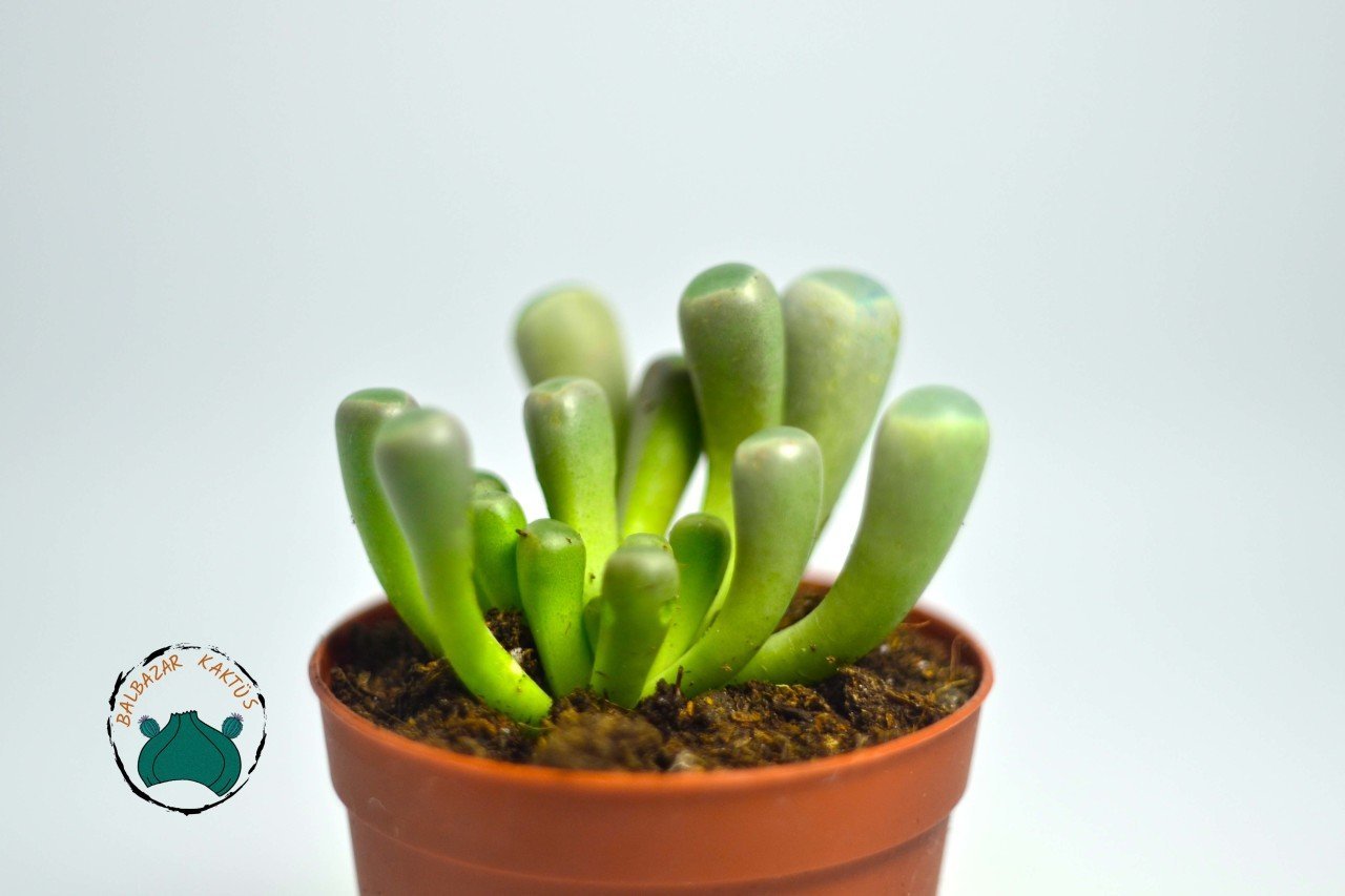 Fenestraria Rhopalophylla - Bebek Parmağı Sukulenti - Taş Kaktüs