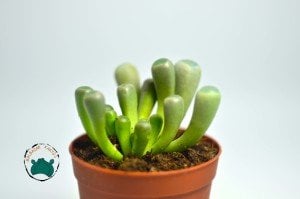 Fenestraria Rhopalophylla - Bebek Parmağı Sukulenti - Taş Kaktüs