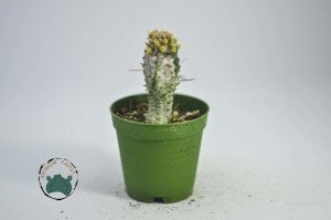 Euphorbia Mammillaris Variegata Kaktüs - Özel Tür