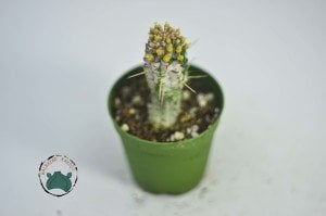 Euphorbia Mammillaris Variegata Kaktüs - Özel Tür