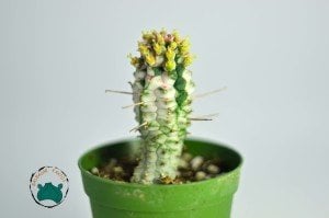 Euphorbia Mammillaris Variegata Kaktüs - Özel Tür