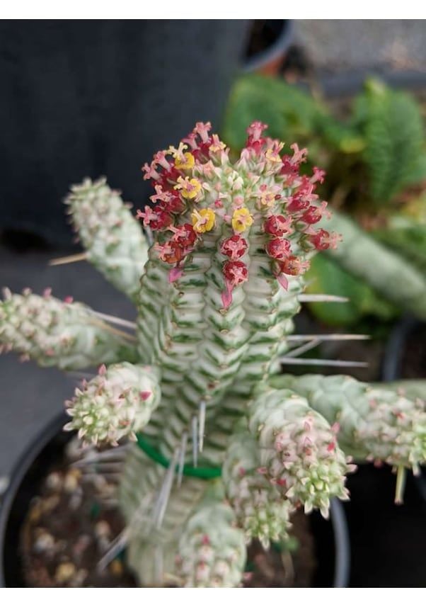 Euphorbia Mammillaris Variegata Kaktüs - Özel Tür