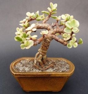 Jade Portulacaria Afra Variegata  Sukulent - Cüce Yeşim Ağacı