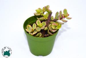 Jade Portulacaria Afra Variegata  Sukulent - Cüce Yeşim Ağacı