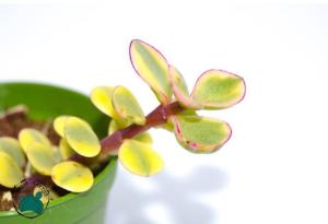 Jade Portulacaria Afra Variegata  Sukulent - Cüce Yeşim Ağacı