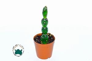 Opuntia Canterae Kaktüs - Su Damlası Kaktüsü