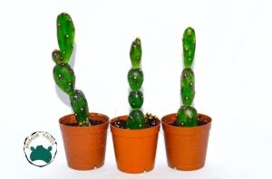 Opuntia Canterae Kaktüs - Su Damlası Kaktüsü