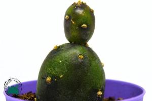 Opuntia Canterae Kaktüs - Su Damlası Kaktüsü