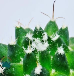 Mammillaria Polythele İnermis Kaktüs - Bol Pembe Çiçek Açar