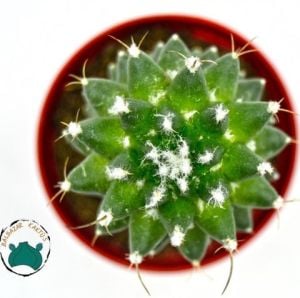 Mammillaria Polythele İnermis Kaktüs - Bol Pembe Çiçek Açar