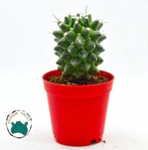 Mammillaria Polythele İnermis Kaktüs - Bol Pembe Çiçek Açar