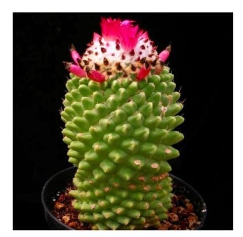 Mammillaria Polythele İnermis Kaktüs - Bol Pembe Çiçek Açar