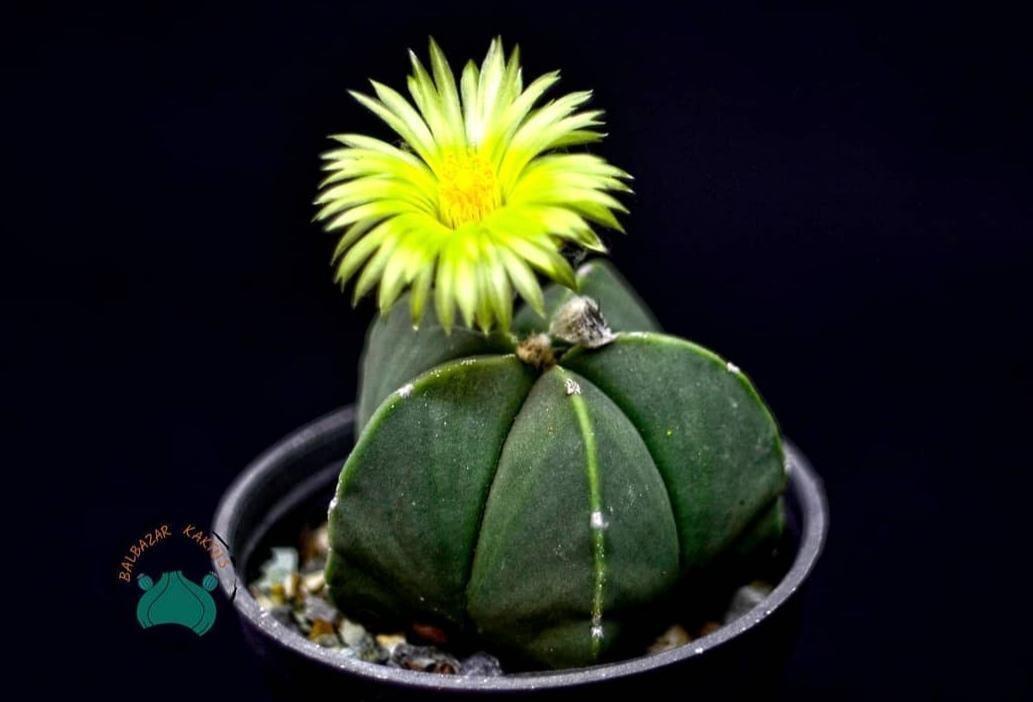 Astrophytum Myriostigma Nudum Kaktüs - Koleksiyonluk  Tür (12cm saksıda)