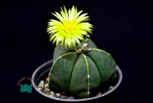 Astrophytum Myriostigma Nudum Kaktüs - Koleksiyonluk  Tür (12cm saksıda)