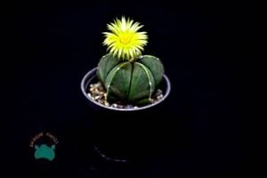 Astrophytum Myriostigma Nudum Kaktüs - Koleksiyonluk  Tür (12cm saksıda)