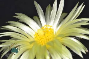 Astrophytum Myriostigma Nudum Kaktüs - Koleksiyonluk  Tür (12cm saksıda)