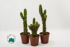 Cereus Peruvianus Montrose-Kaya Kaktüs- Koleksiyonluk Tür