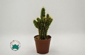 Cereus Peruvianus Montrose-Kaya Kaktüs- Koleksiyonluk Tür