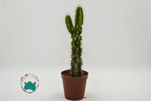 Cereus Peruvianus Montrose-Kaya Kaktüs- Koleksiyonluk Tür