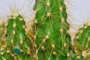 Cereus Peruvianus Montrose-Kaya Kaktüs- Koleksiyonluk Tür