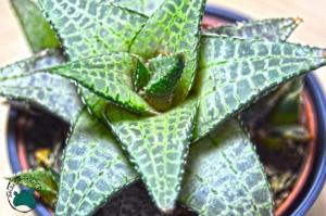 Haworthia Venosa Tessellata Sukulent