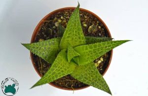 Haworthia Venosa Tessellata Sukulent